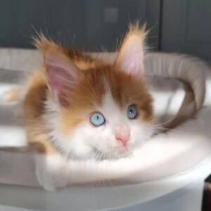 Lucious, Male Maine Coon Kitten