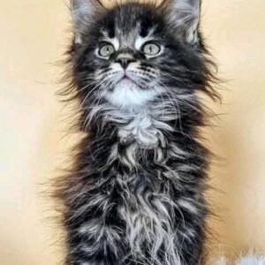 Cleo, Male Maine Coon Kitten