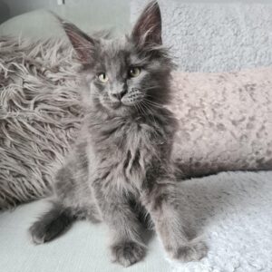 Edi, Male Maine Coon Kitten