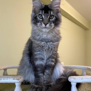 Troy, Male Maine Coon Kitten