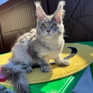 Rio, Male Maine Coon Kitten