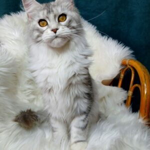 Diana, Female Maine Coon Kitten