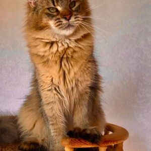 Armani male Maine Coon (1)
