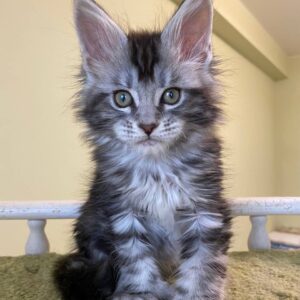 Princess Female Maine Coon kitten (5)